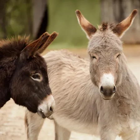 Hotel Erlebnisgastronomie Lochmuhle Eigeltingen